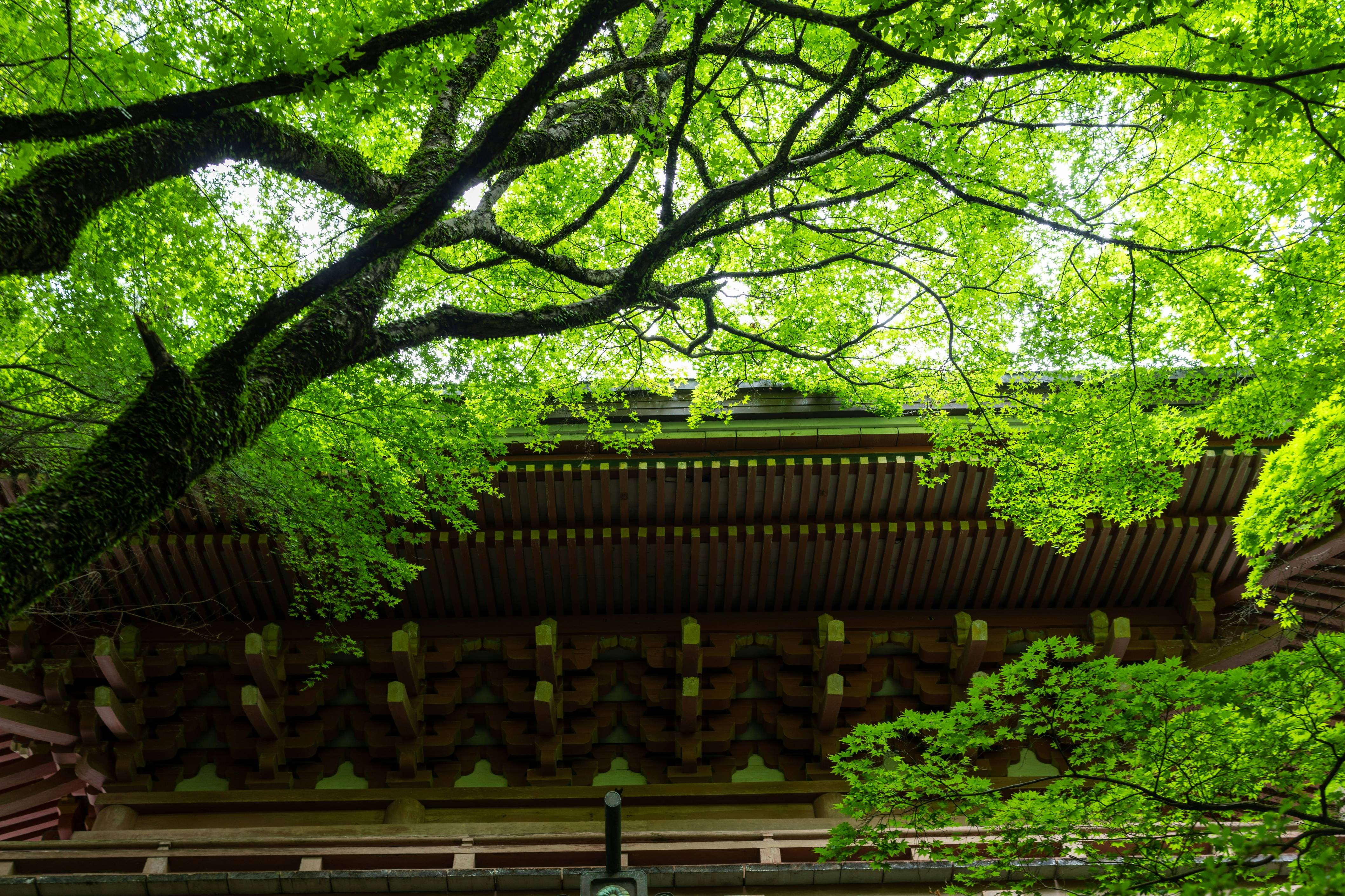 a tall building surrounded by lush green trees